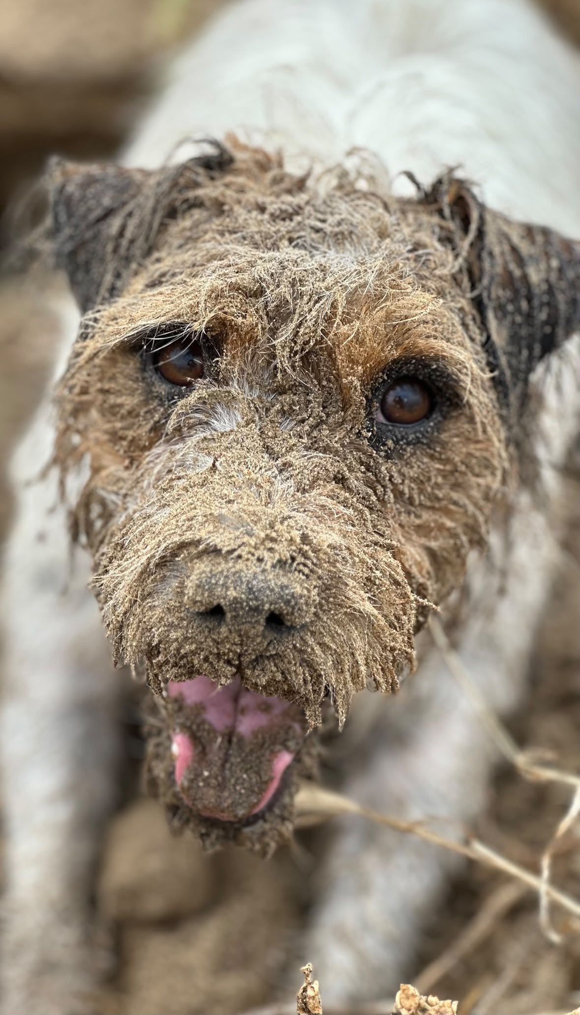 Max with sand on his face after time outside