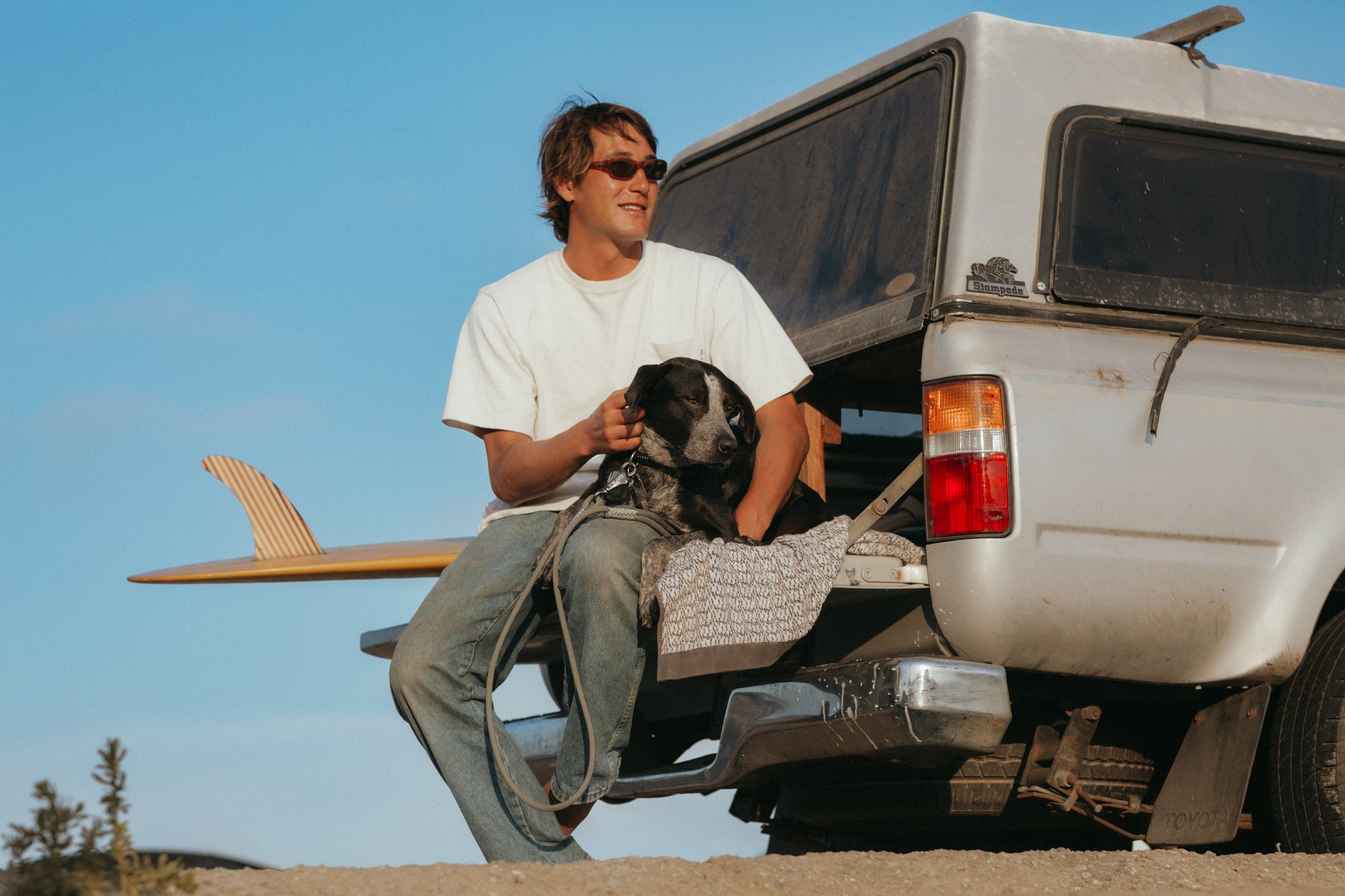 REVO dogs